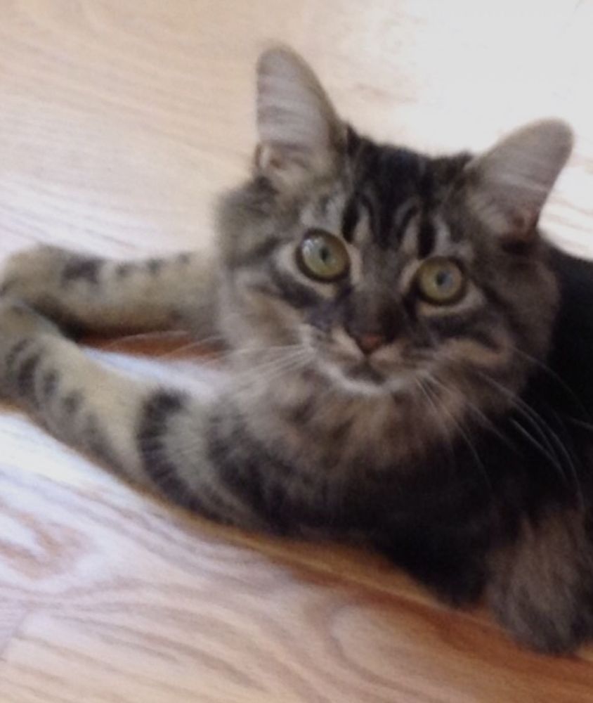 BIGGER ROAD VETERINARY CLINIC Updated October 2024 12 Photos & 37