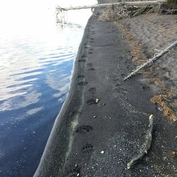 Bear Aware - Griz tracks along Yellowstone Lake. - Hiking Near Me - Yellowstone National Park, Wyoming