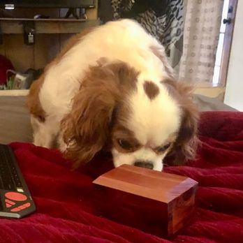 Pets And Friends, LLC - Pet Cremation Services Near Me - Tyler, Texas Pets And Friends, LLC - Pet Cremation Services Near Me - Tyler, Texas