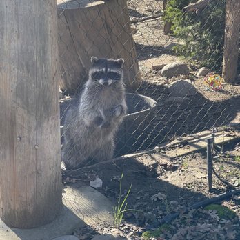 Turtle Bay Exploration Park - Raccoon - Museums Near Me - Redding, California Turtle Bay Exploration Park - Raccoon - Museums Near Me - Redding, California