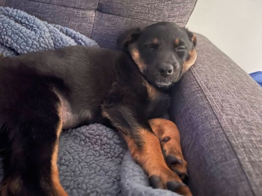 Lucky Dog Animal Rescue by null