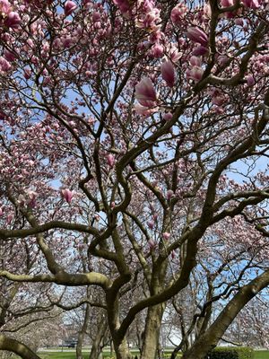 Floral Showhouse by null