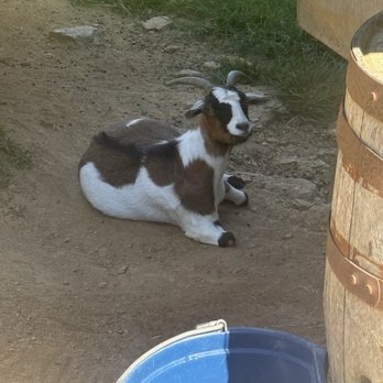 Fainting Goat Vineyards - Wineries Near Me - Jasper, Georgia
