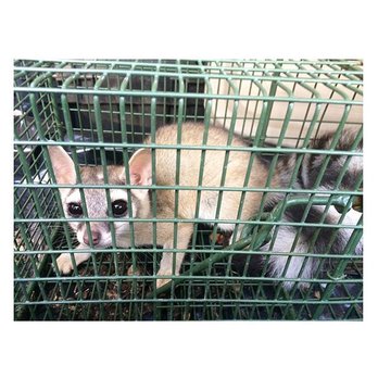 Wildernex - Austin area ring-tailed cat - Wildlife Control Near Me Wildernex - Austin area ring-tailed cat - Wildlife Control Near Me
