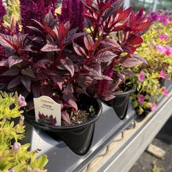 Havel's Flowers & Greenhouses