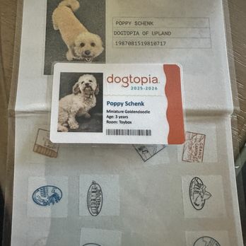 Dogtopia - Doggie passport the best! - Pet Boarding Near Me - Upland, California