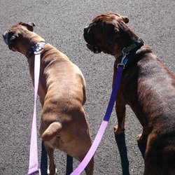 Pet Pals Pet Services - Dino and Roxy