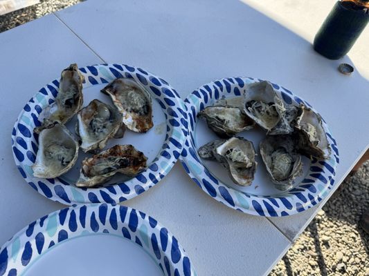 Clausen Oysters by null