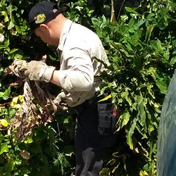 Heredias Pest Solutions - Getting in the foliage to really assess the pest situation.