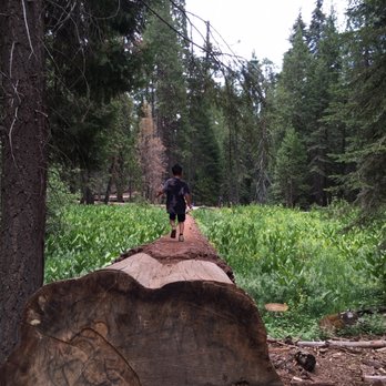 Trail of 100 Giants - Hiking Near Me - Springville, California Trail of 100 Giants - Hiking Near Me - Springville, California