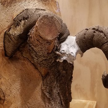 Dubois Museum - Big Horn Sheep horns embedded in a tree - Museums Near Me - Dubois, Wyoming Dubois Museum - Big Horn Sheep horns embedded in a tree - Museums Near Me - Dubois, Wyoming