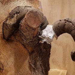 Dubois Museum - Big Horn Sheep horns embedded in a tree