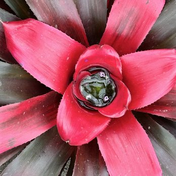 Lincoln Park Conservatory - Parks Near Me - Chicago, Illinois