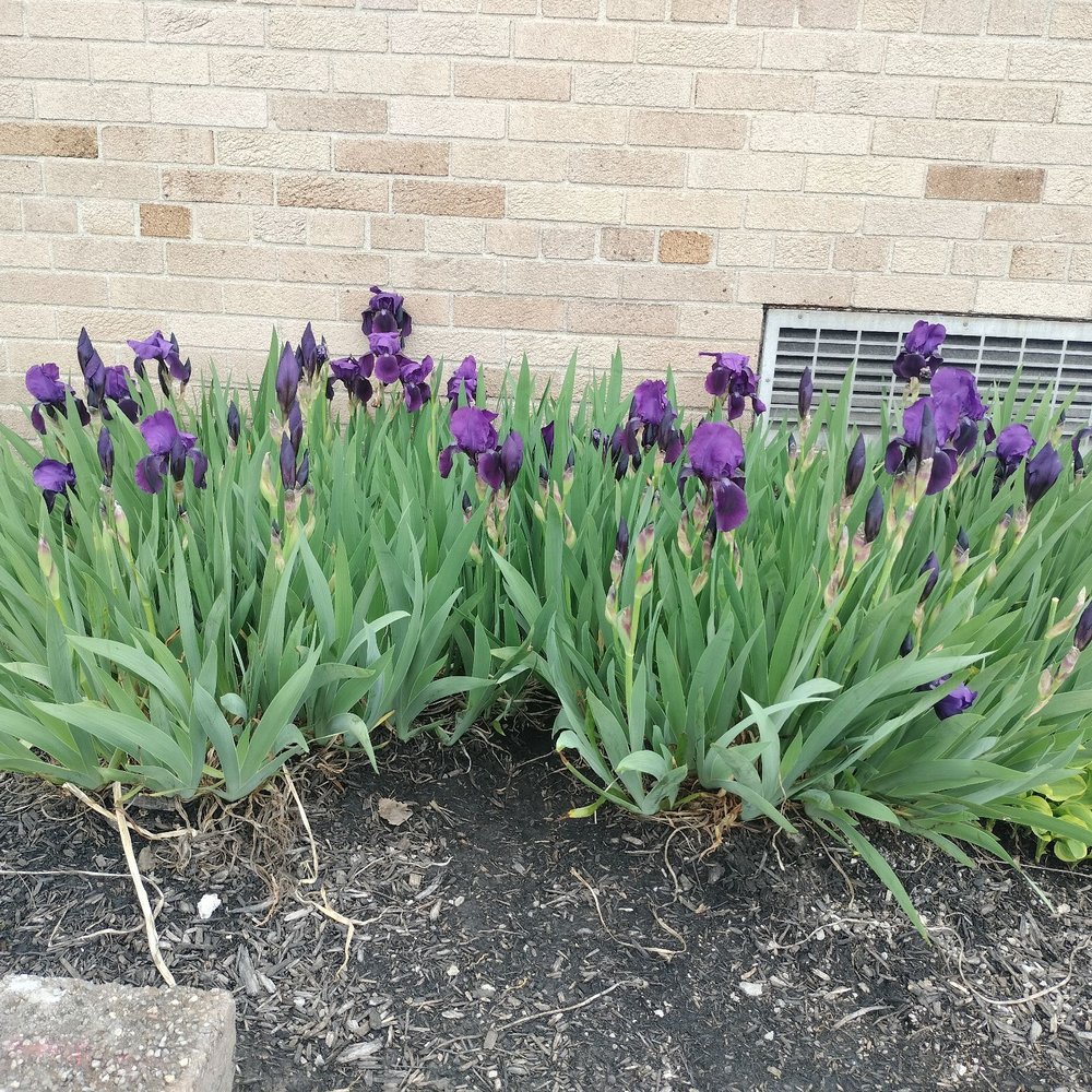 Windermere Boulevard Elementary School - Irises in bloom @ Windermere Elementary School entrance/ Amherst NY - Elementary Schools Near Me - Buffalo, New York