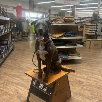 Manners with Meg Dog Training - Pet Training Near Me
