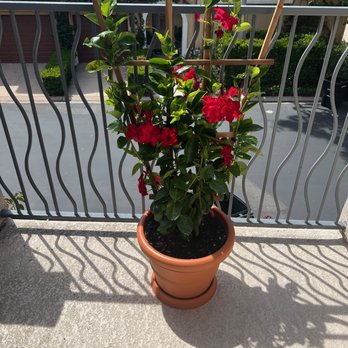 Armstrong Garden Centers - Mandevilla - Nurseries & Gardening Near Me - Newport Beach, California