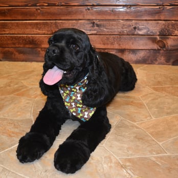 The Grooming Lodge - Mr. Kane, just chilling out at the lodge! - Pet Groomers Near Me - South Elgin, Illinois The Grooming Lodge - Mr. Kane, just chilling out at the lodge! - Pet Groomers Near Me - South Elgin, Illinois
