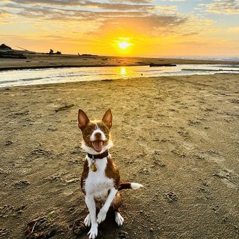 Alsea River Boarding Kennels - Hazel Nut - Pet Sitting Near Me - Tidewater, Oregon Alsea River Boarding Kennels - Hazel Nut - Pet Sitting Near Me - Tidewater, Oregon