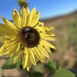 McGlasson Farms - Sunflower