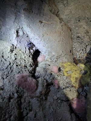 Oregon Pest And Wildlife