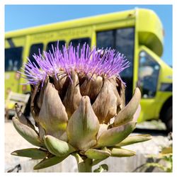 ARTichoke - Growing artichoke at ARTichoke!
