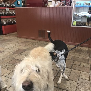 Java Dog Coffee House - Meet cool dogs and people at JAVA DOG - Coffee & Tea Near Me - Wilmington, North Carolina Java Dog Coffee House - Meet cool dogs and people at JAVA DOG - Coffee & Tea Near Me - Wilmington, North Carolina