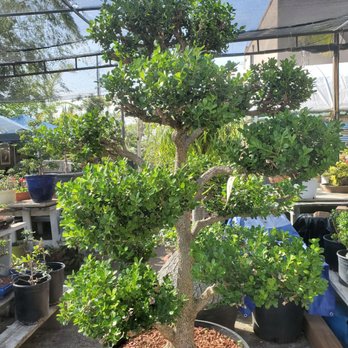 Eden Bonsai - Nurseries & Gardening Near Me - La Crescenta, California