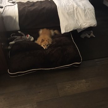 Refinery Hotel - Big fluffy dog bed courtesy of the Refinery's generous pet amenities!! - Hotels Near Me - New York, New York Refinery Hotel - Big fluffy dog bed courtesy of the Refinery's generous pet amenities!! - Hotels Near Me - New York, New York
