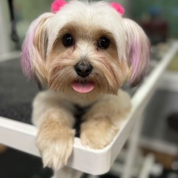 K9 Design Grooming Salon - Chuchi mama! - Pet Groomers Near Me - Tacoma, Washington K9 Design Grooming Salon - Chuchi mama! - Pet Groomers Near Me - Tacoma, Washington