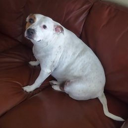 Our little (not so little) girl Lucy