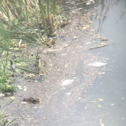 Trillium Place - Duck eating b y trash in Brookdale Trillium Crossing pond