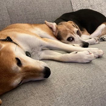 OC Veterinary Medical Center - A red Shiba Inu and a beagle are cuddling on a grey sofa. - Veterinarians Near Me - Orange, California OC Veterinary Medical Center - A red Shiba Inu and a beagle are cuddling on a grey sofa. - Veterinarians Near Me - Orange, California