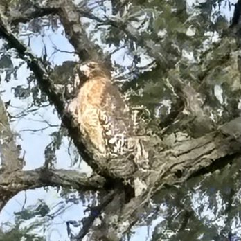 Algonkian Regional Park and Golf Course - Beautiful red hawk sitting in the tree while playing golf. - Golf Near Me - Sterling, Virginia Algonkian Regional Park and Golf Course - Beautiful red hawk sitting in the tree while playing golf. - Golf Near Me - Sterling, Virginia