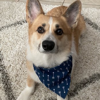 Bark Out Loud - ichiro lookin dapper with his free bandana! - Pet Groomers Near Me - San Diego, California