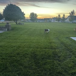 Jones Sprinklers - Backyard and my dogs