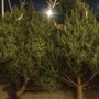 Photo of Trow Tree Farms