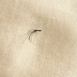 Chic Noir 2.0 - Lashes that came out that don't have an actual lash attached to it.
