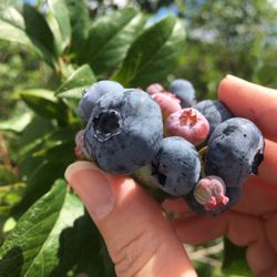 Russell Blueberry Farm & Nursery