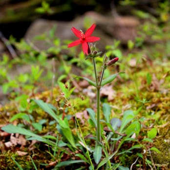 Mammoth Cave Campground - Fire Pink - Campgrounds Near Me Mammoth Cave Campground - Fire Pink - Campgrounds Near Me