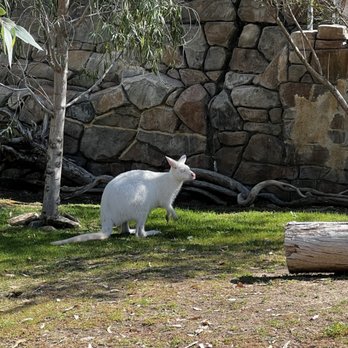 Walkabout Australia - Zoos Near Me - Escondido, California