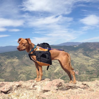 Canine Cardio Oakland - Rouxby posing atop a mountain. - Dog Walkers Near Me - Oakland, California Canine Cardio Oakland - Rouxby posing atop a mountain. - Dog Walkers Near Me - Oakland, California