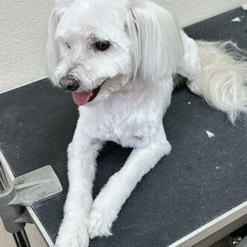 Dawgie Styles - Fresh cut - Pet Groomers Near Me - Lake Elsinore, California