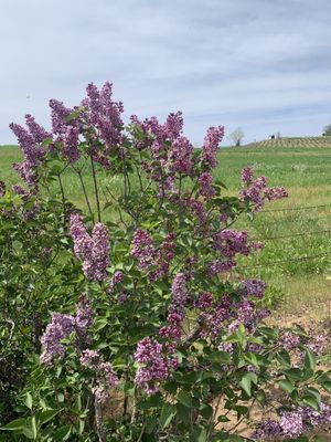 Amador Flower Farm by null