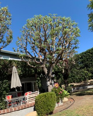 Pruning Services - Favor Tree Care specializes in residential and commercial pruning/trimming, tree removal, stump grinding, brush clearing, hedge pruning, palm trimming. Call or text photos of tree to (714) 395-9495 to get a quote. Favor Tree Care is ISA certified. Every project is treated with the highest level of professionalism to ensure you are heard, and we can deliver the highest expectations.