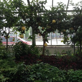 Allan Gardens - Huge lemons - Parks Near Me - Toronto, Ontario