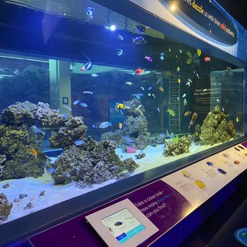 Shedd Aquarium - Aquariums Near Me - Chicago, Illinois Shedd Aquarium - Aquariums Near Me - Chicago, Illinois
