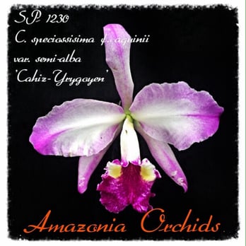 Amazonia Orchids - Nurseries & Gardening Near Me - Homestead, Florida