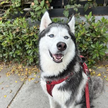 Paw Commons - Snow - Pet Sitting Near Me - San Diego, California Paw Commons - Snow - Pet Sitting Near Me - San Diego, California