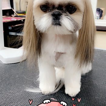 legitimate service dog vest