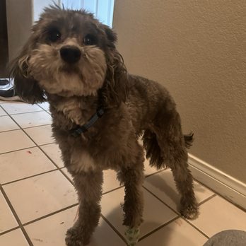 Bogart's Bone Appetit - Pet Groomers Near Me - Las Vegas, Nevada
